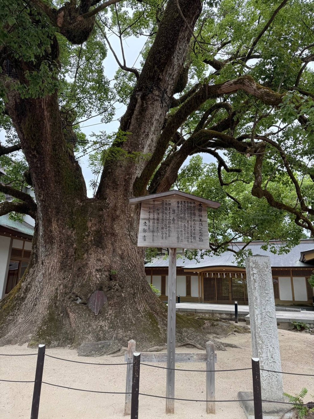 太宰府天満宮の大きな楠の木
